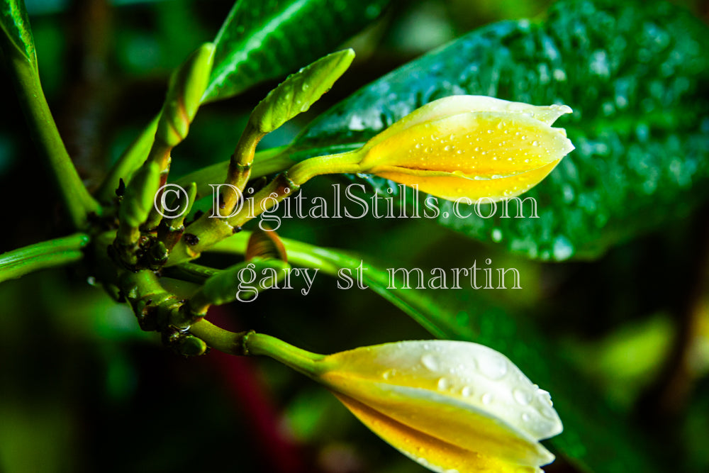 Gardenia Buds and Dewy Leaves V2, Digital, Scenery, Flowers