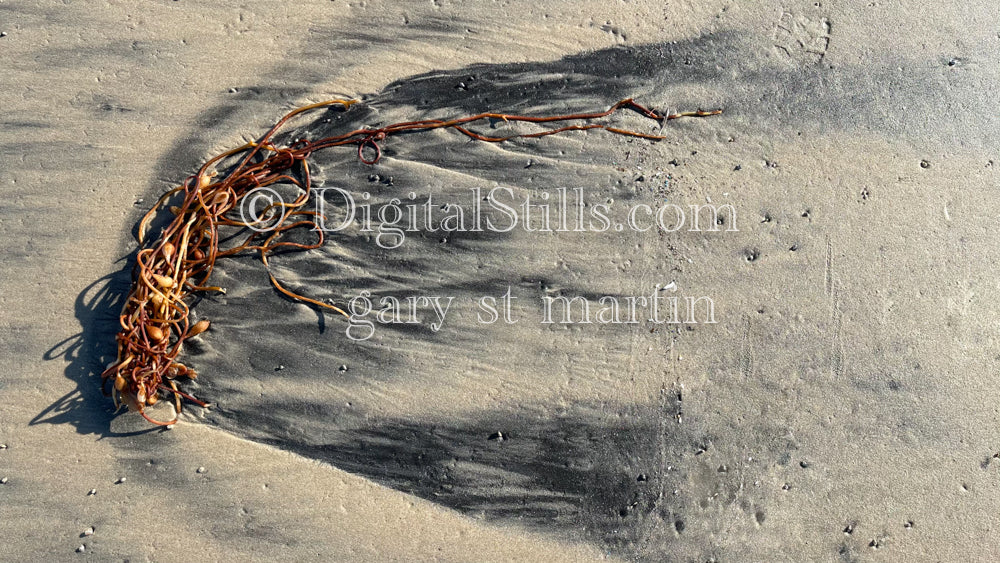 Red kelp washed up, digital sunset