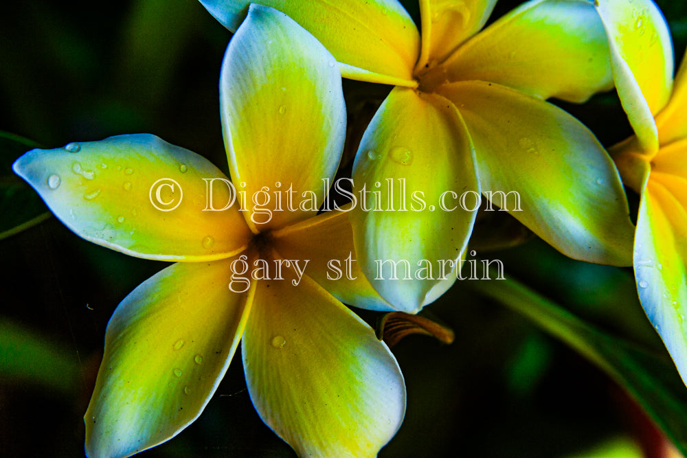 Plumeria Alba V2, Digital, Scenery, Flowers