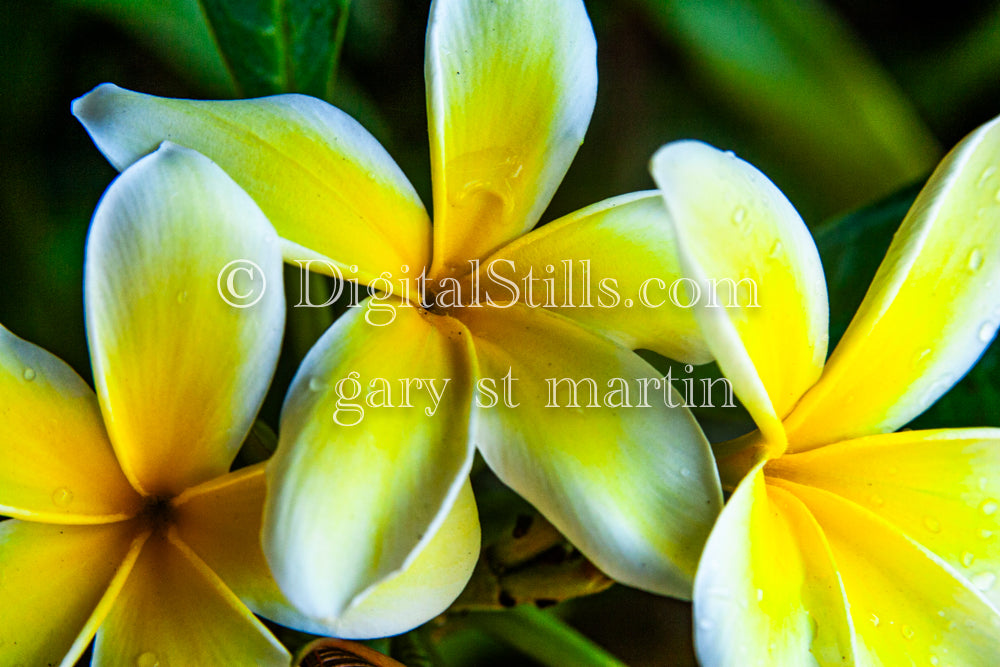 Plumeria Alba, Bundle of Three, Digital, Scenery, Flowers
