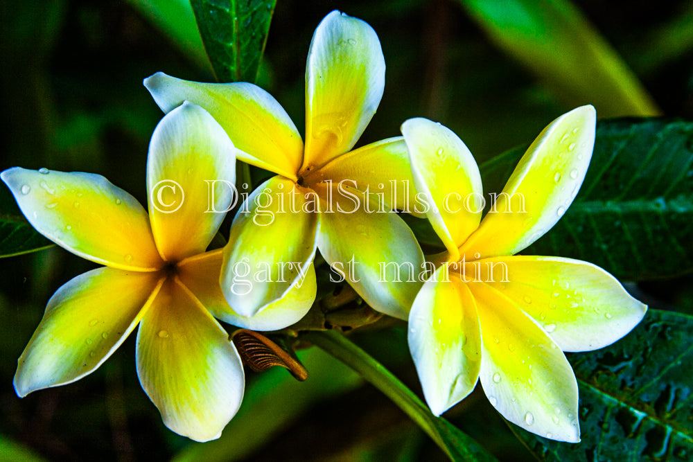 Plumeria Alba, Bundle of Three V2, Digital, Scenery, Flowers