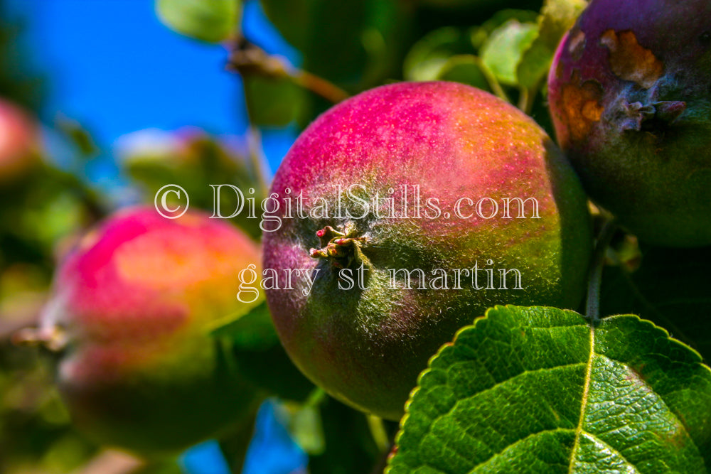 Closeup of an apple on the tree, digital Grand Marais