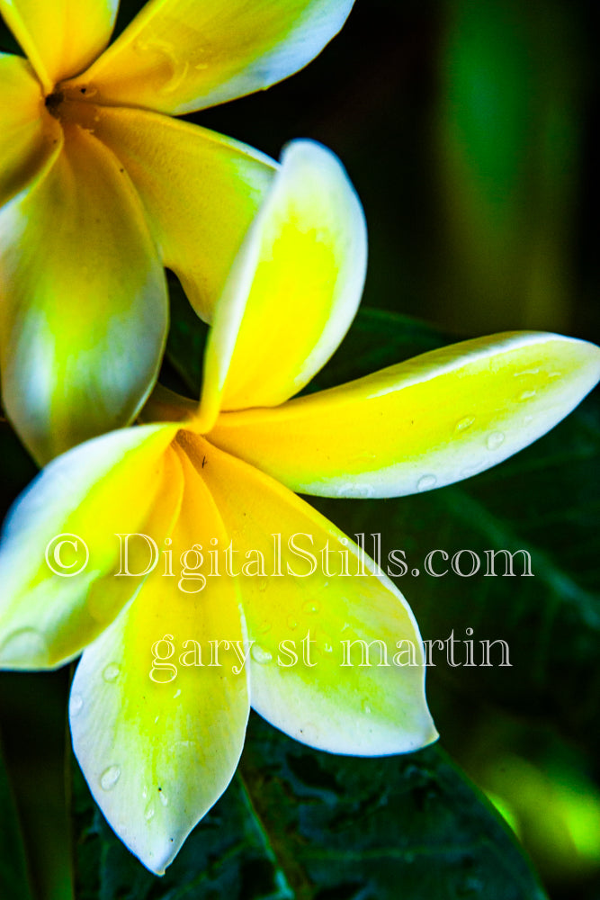 Plumeria Alba Vertical Shot, Digital, Scenery, Flowers