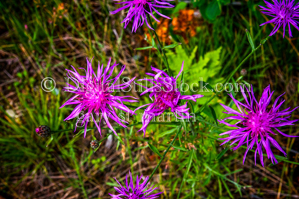 Group of Knapweed plants, digital Grand Marais