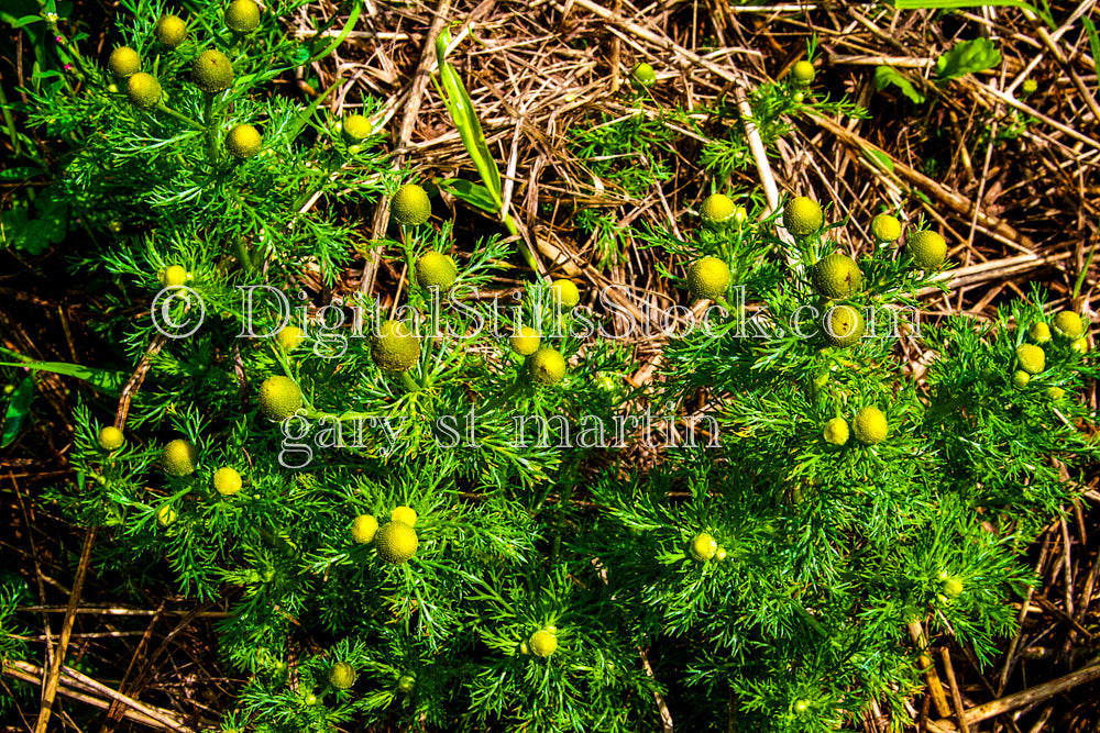 Looking down at some Pineapple Weed, digital Grand Marais