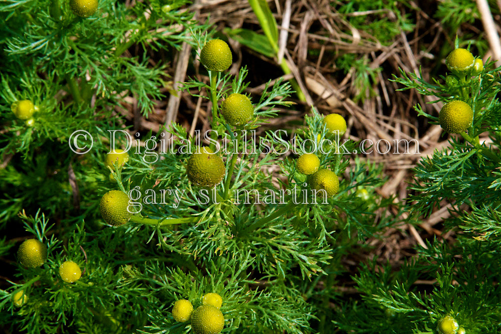 Chamomile Plant Bush V2, Digital, Scenery, Flowers