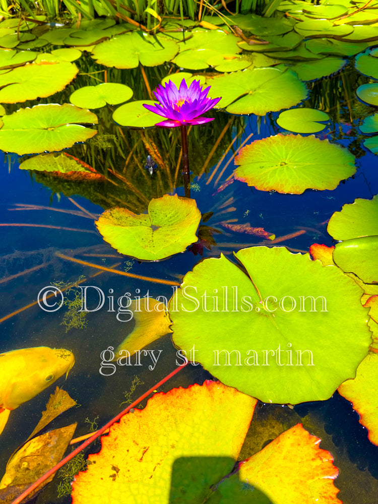 Lily Pads In Mission San Juan Capistrano , Digital, California Missions