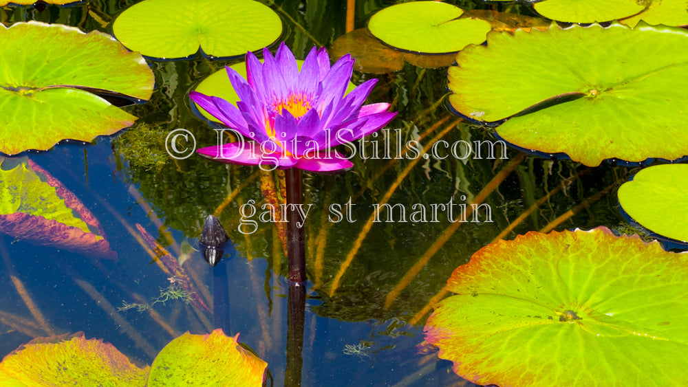 Closeup of Lily Pads In Mission San Juan Capistrano , Digital, California Missions