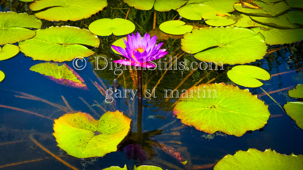 Closeup of Lily Pads In Mission San Juan Capistrano V2 , Digital, California Missions