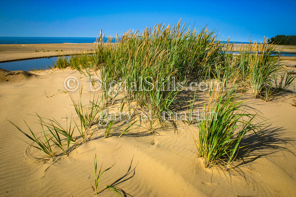 Dune Grass blowing in the wind, digital Grand Marais