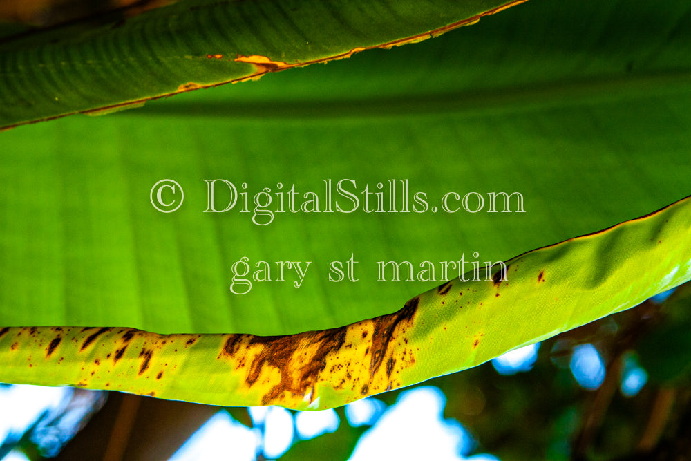 Green Leaf with Decay, Digital, Scenery, Flowers