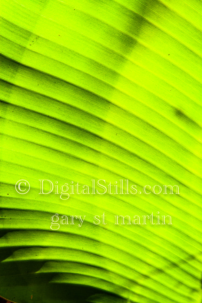 Banana Leaf, Digital, Scenery, Flowers