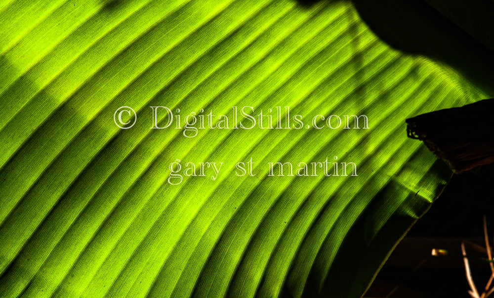 Banana Leaf V2, Digital, Scenery, Flowers