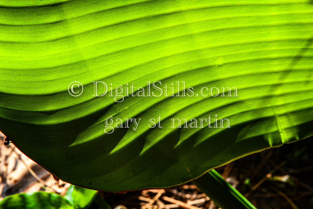 Banana Leaf V4, Digital, Scenery, Flowers