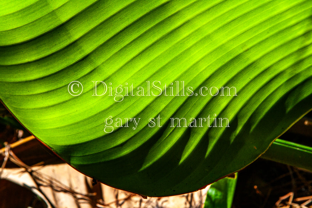 Banana Leaf V3, Digital, Scenery, Flowers