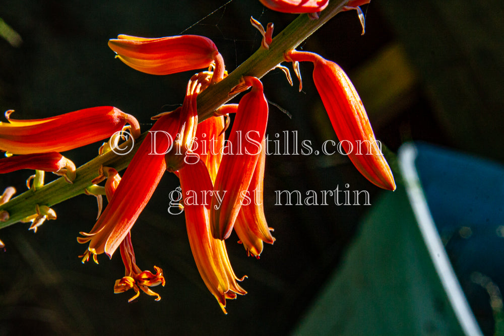 Aloe Massawana Up Close, Digital, Scenery, Flowers