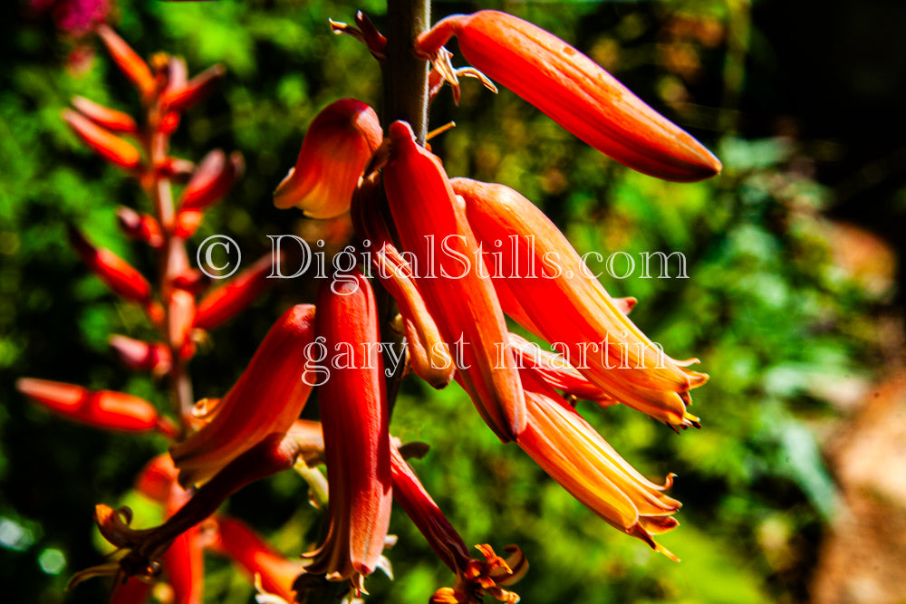 Aloe Massawana Blooms, Digital, Scenery, Flowers