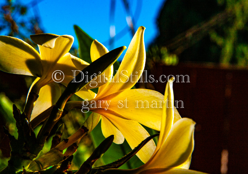 Plumeria Alba Behind Shot, Digital, Scenery, Flowers