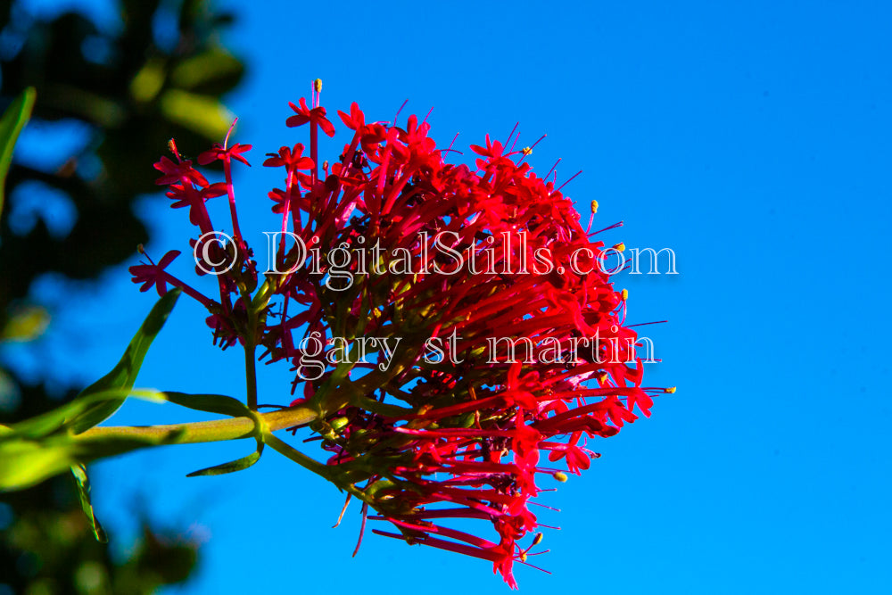 Red Ixora Bunch, AKA Jungle Geranium, Digital, Scenery, Flowers