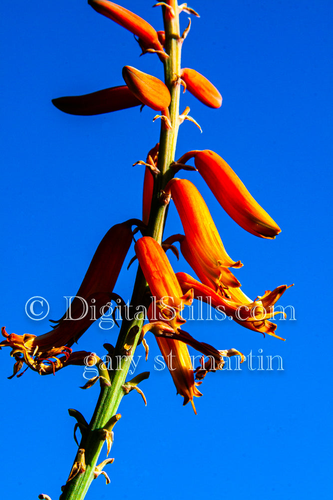 Aloe Massawana Blooms V2, Digital, Scenery, Flowers