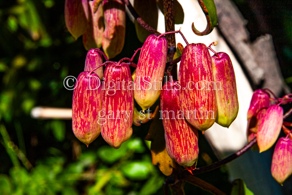Bryophyllum Pinnatum V2, Digital, Scenery, Flowers