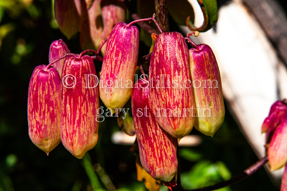 Bryophyllum Pinnatum Close Up, Digital, Scenery, Flowers