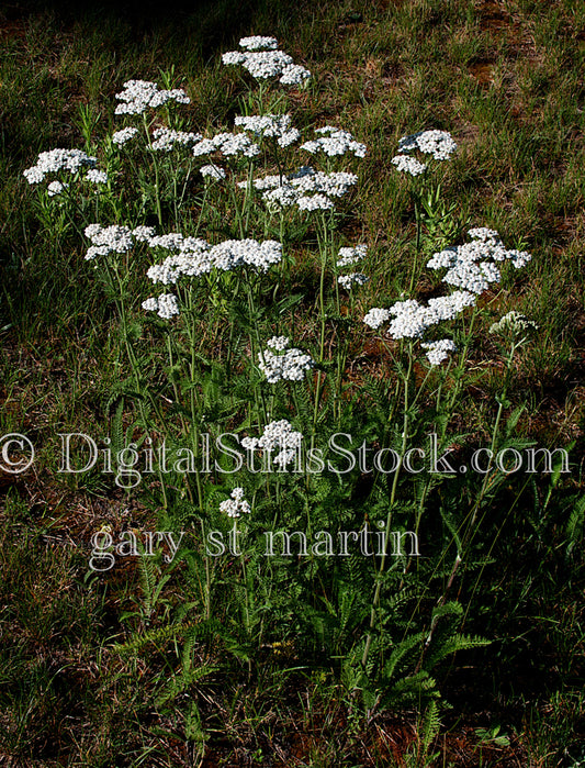 White Wild Flower Bunch Digital, Scenery, Flowers