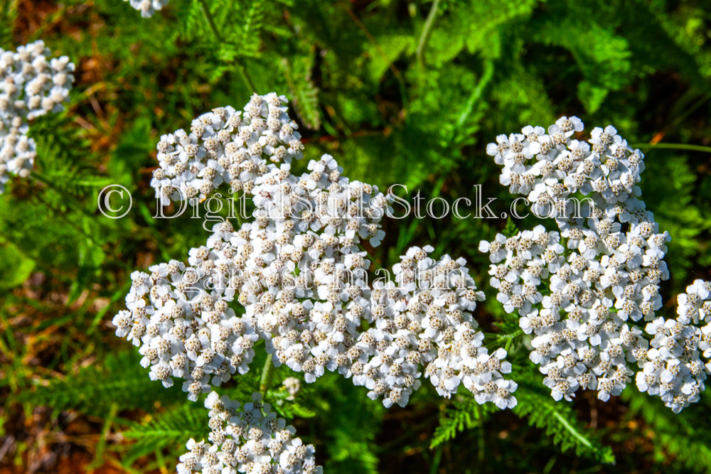 Close up of yarrow, digital Grand MArais