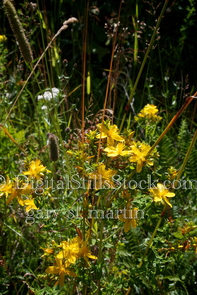 Perforate St John's-wort V2, Digital, Scenery, Flowers