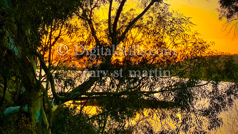 Large eucalyptus tree , digital sunset