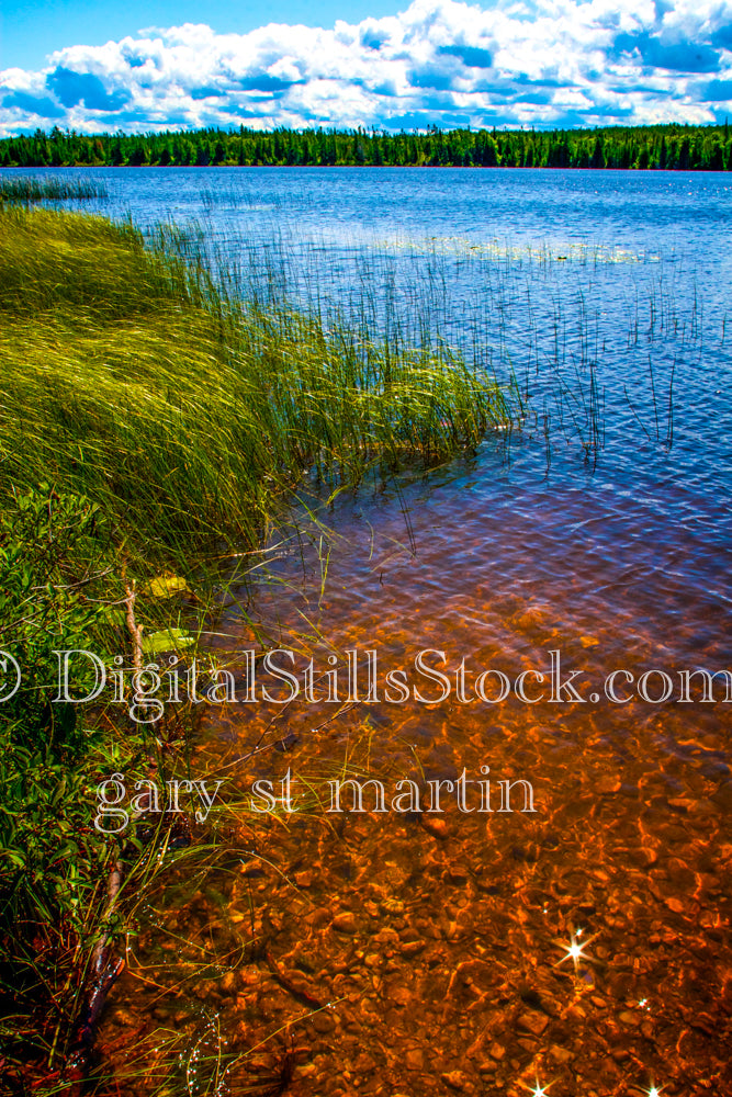 Hardstem tule growing along the water, digital Grand Marais