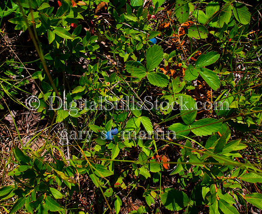 Green Leaves And Hints of Blue Flower Petals Digital, Scenery, Flowers