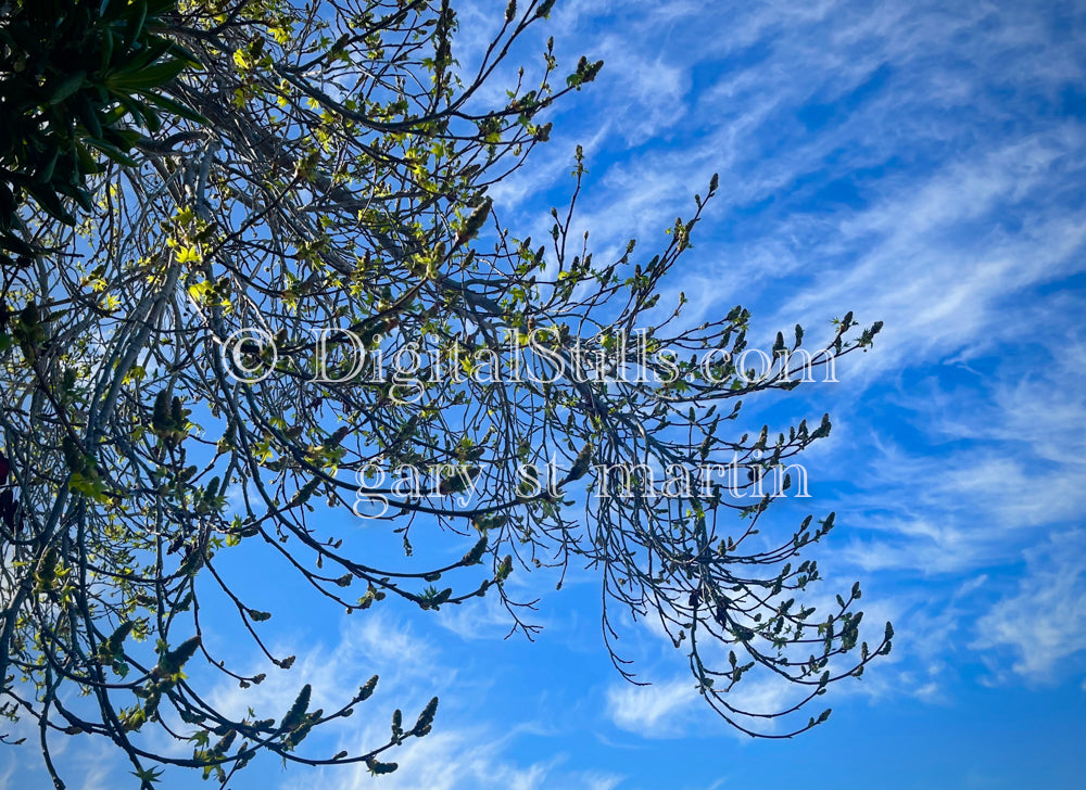 Green leaves and a blue sky, digital sunset
