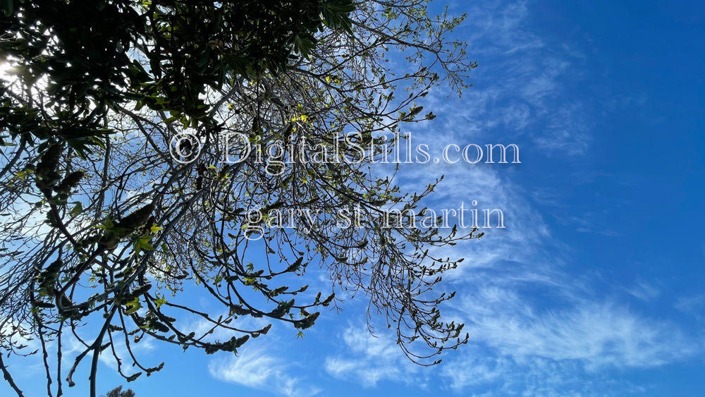 Looking up at the trees, digital sunset