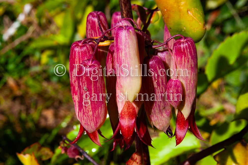 Bryophyllum Pinnatum Close Up V2, Digital, Scenery, Flowers