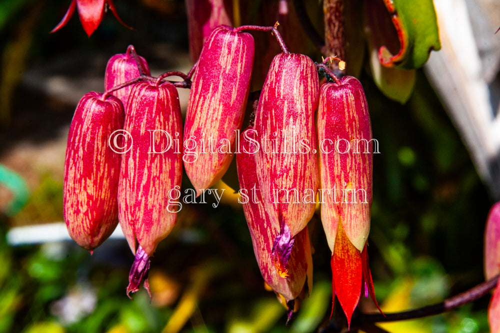 Bryophyllum Bunch Close Up, Digital, Scenery, Flowers