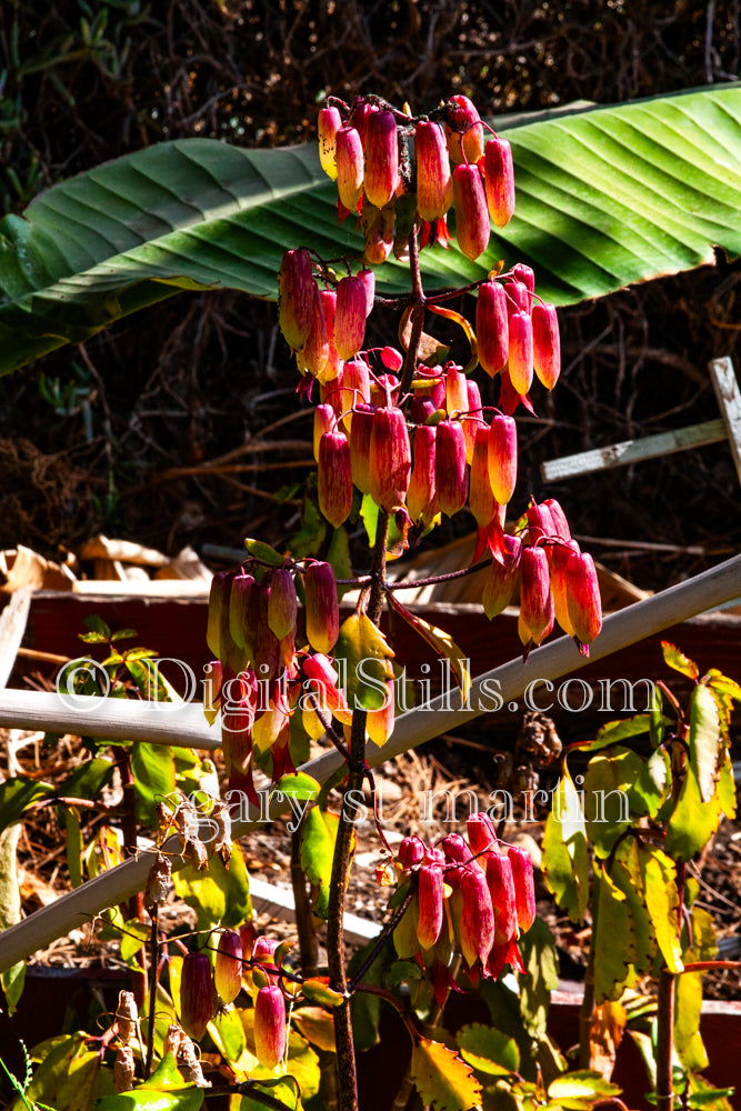 Bryophyllum Pinnatum Tree, Digital, Scenery, Flowers