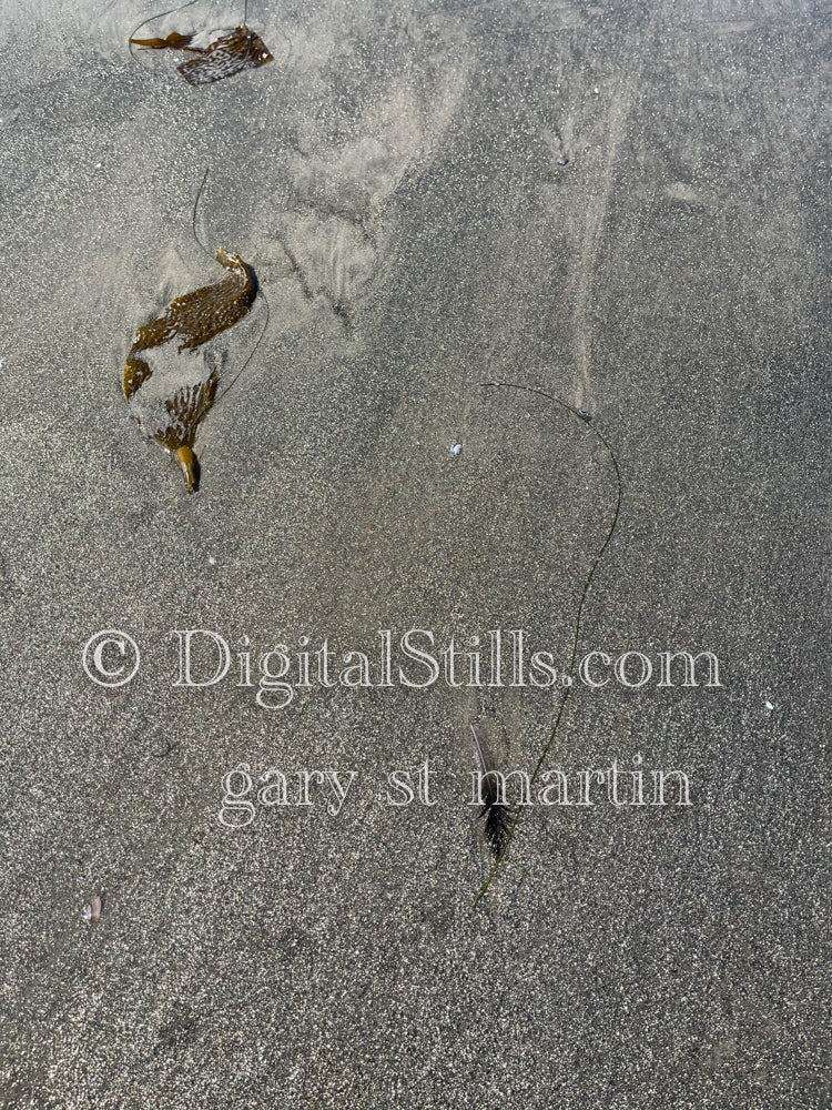Kelp leaves on the dark sand, digital sunset