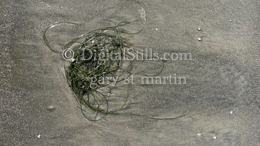Knots of seaweed, digital sunset