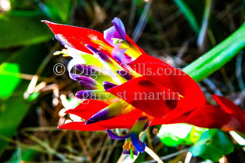 Queen's Tears (Billbergia Nutans) V3, Digital, Scenery, Flowers