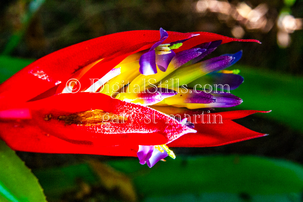 Queen's Tears (Billbergia Nutans) V4, Digital, Scenery, Flowers