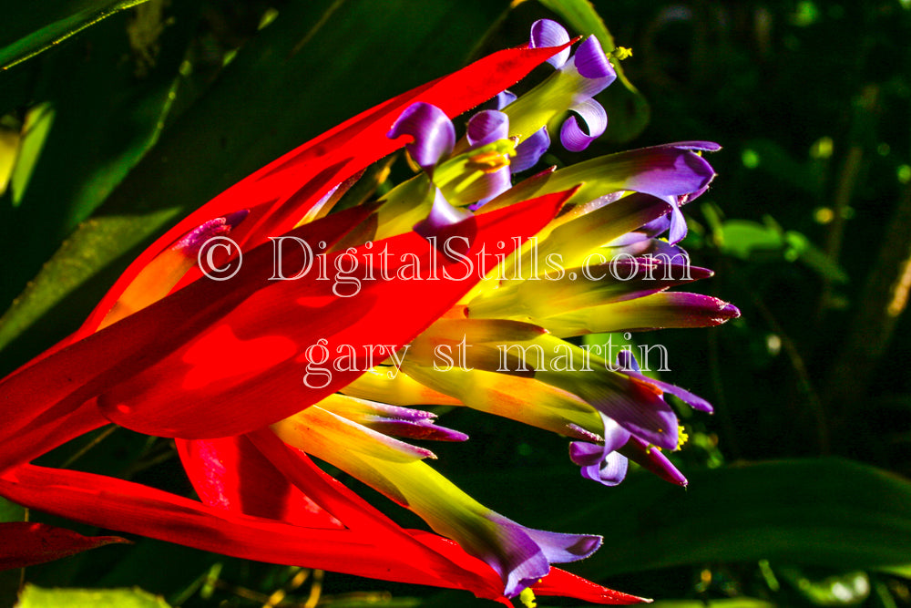 Queen's Tears (Billbergia Nutans) V2 Digital, Scenery, Flowers