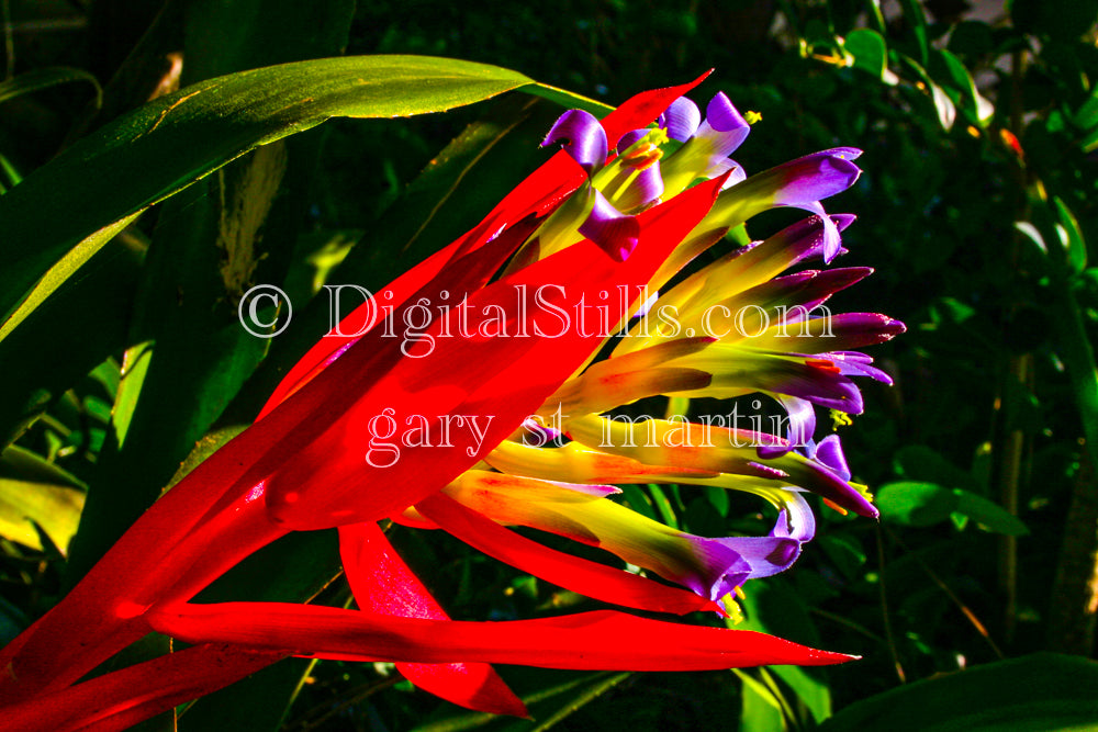 Queen's Tears (Billbegia Nutans), Digital, Scenery, Flowers