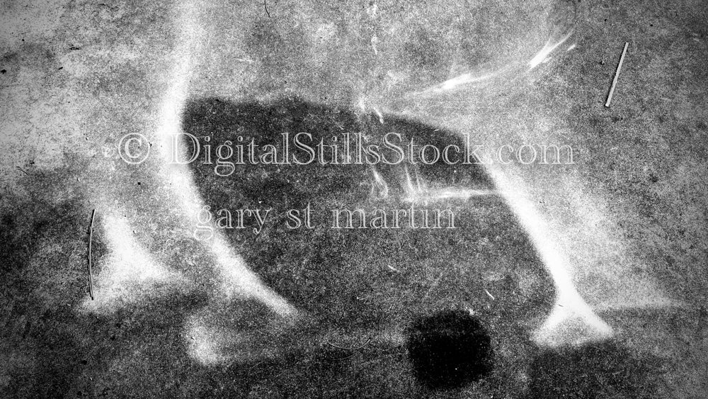 Wondering Microbes, digital shadow art