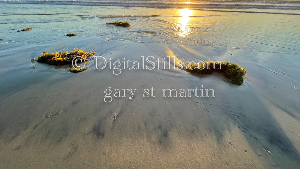 Seaweed reflecting the sun, digital sunset