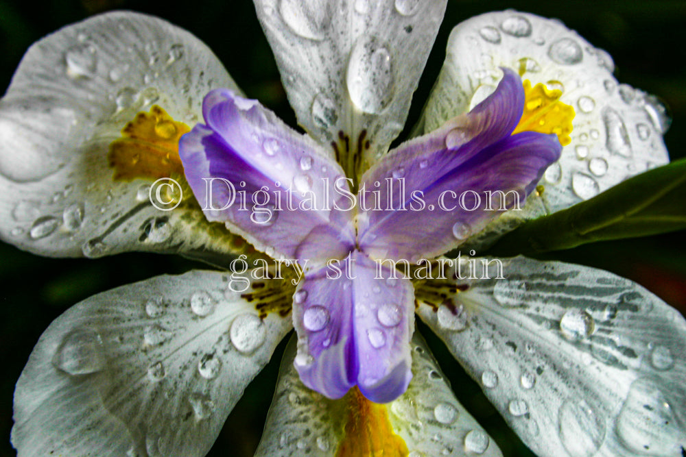 Fortnight Lily with Water Droplets V2, Digital, Scenery, Flowers