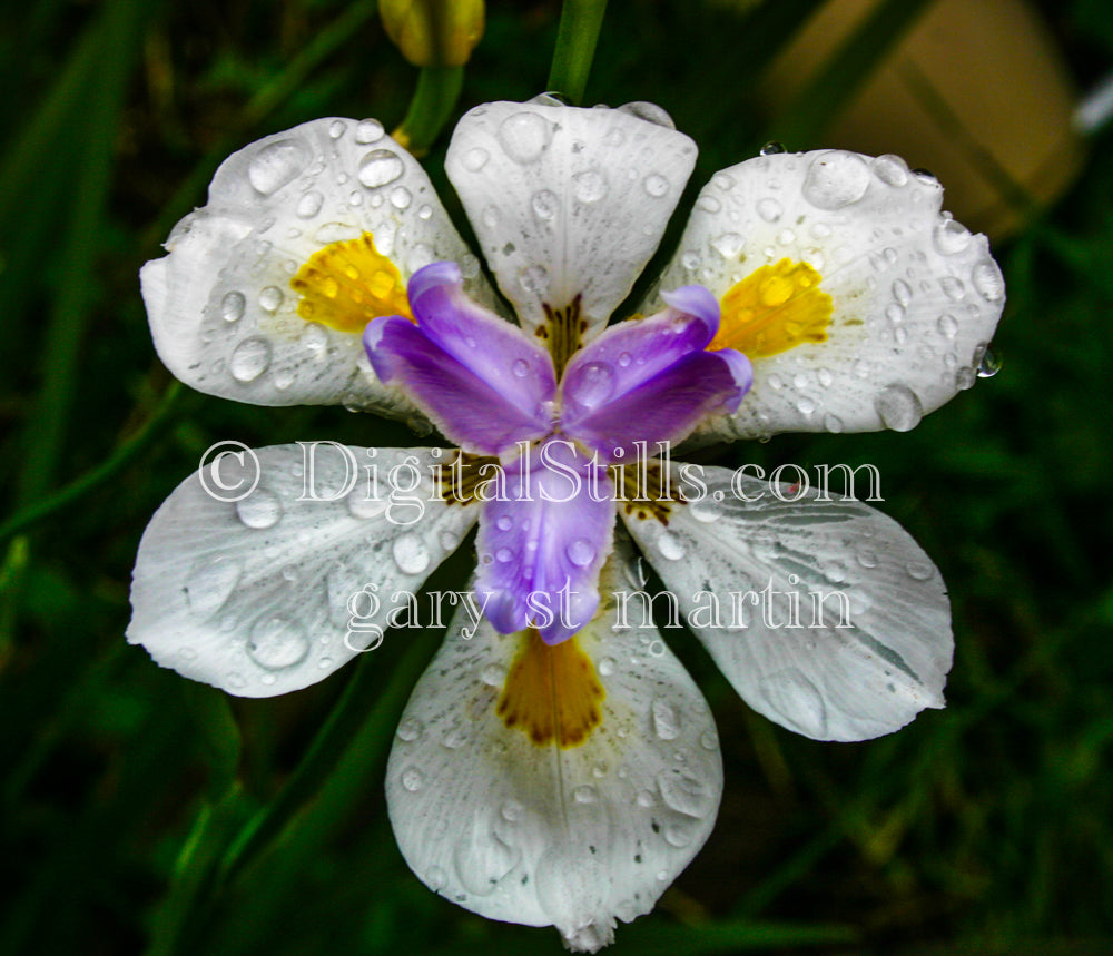 Fortnight Lily with Water Droplets, Digital, Scenery, Flowers