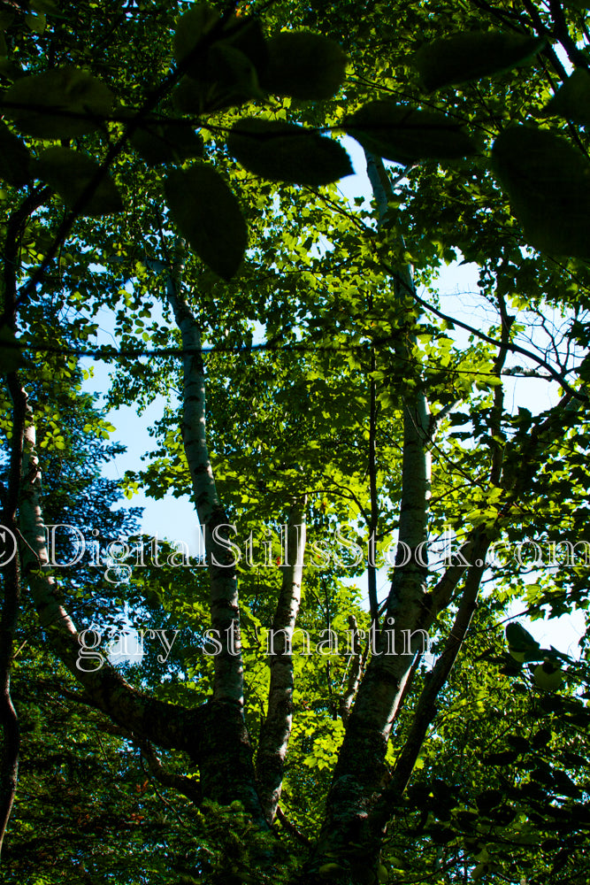 Looking through the trees, digital Fayette