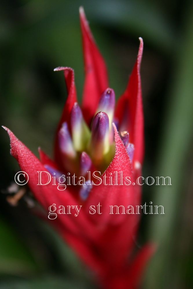 Queen's Tears Red Leaves, Digital, Scenery, Flowers