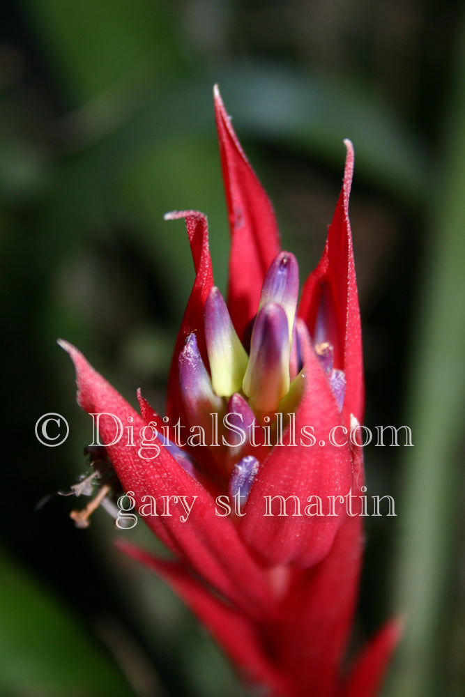 Queen's Tears Red Leaves V2 Digital, Scenery, Flowers